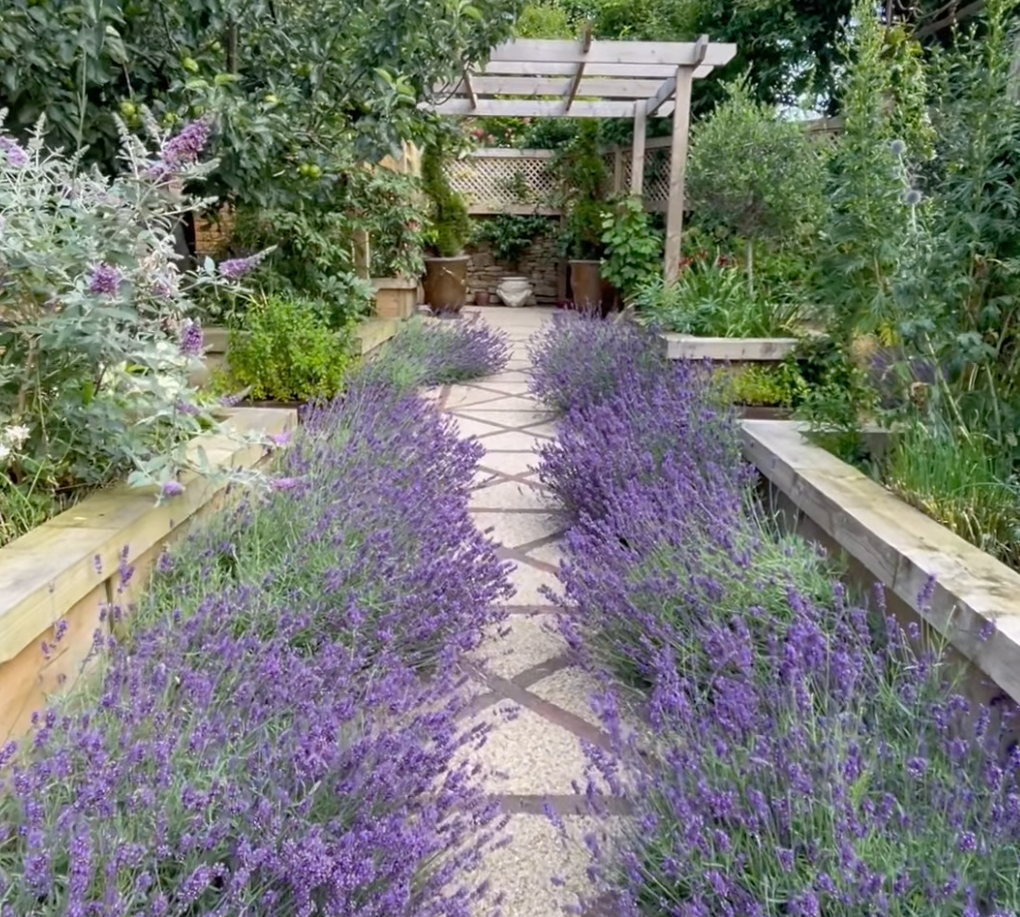 Garden pathway lined with lavender plants, leading to a wooden pergola.
